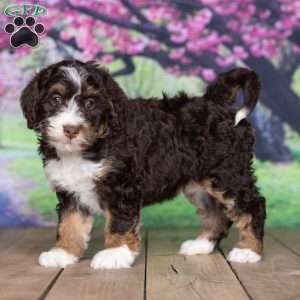 sara, Mini Bernedoodle Puppy